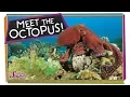 The Outrageous Octopus