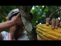 Clones de cacao en Nicaragua
