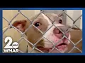 Maryland shelters overwhelmed with pets during summer months