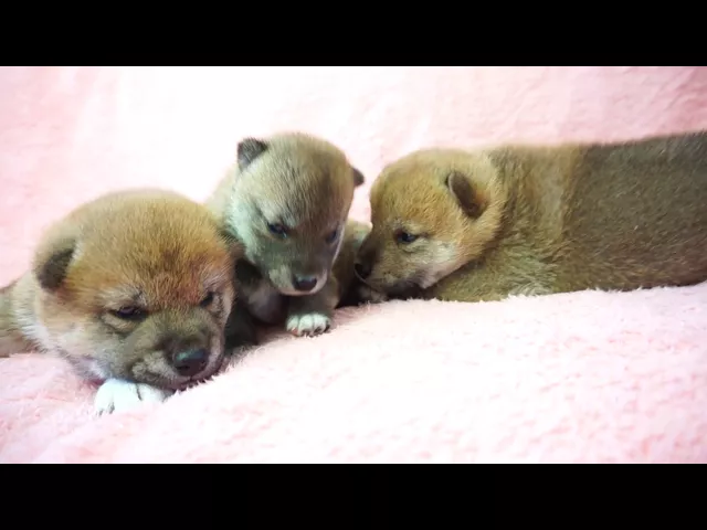 動画
