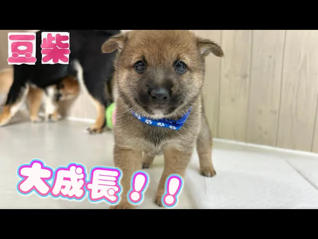 動画