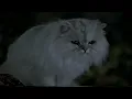 Download Lagu Stuart Little: Smokey's Defeat (1999) (VHS Capture)