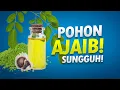 Download Lagu Oh Kelor... #AlamSemenit
