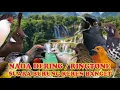 Download Lagu KICAUAN KENARI NADA DERING||RINGTONE SUARA BURUNG MERDU BANGET NADA DERING JERNIH