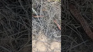 It’s starting to get warmer, so snakes are coming out of brumation. ￼ Be aware while hiking. #snake