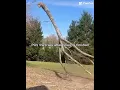 Download Lagu Even the trees are not safe from nosey ￼#citra #nosey #animatronic