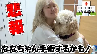 【悲報】愛犬ななちゃん手術するかも...!?  - はねまりチャンネル
