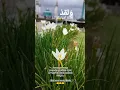 Download Lagu Q.S. Al-Qamar: 47-55|Seikh Mukhtar Al-Haaj| #ayatsucialquran #quran #islam #hijabstyle