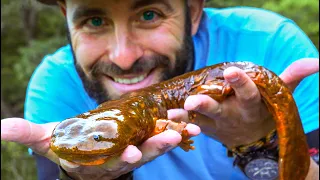 Catching Massive Salamanders! (2 feet long)