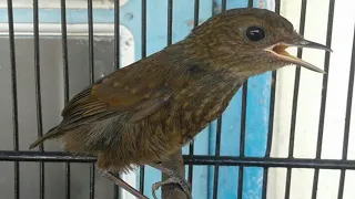 suara jongkangann coklat betina nyuling ampuh sebagai pancingan cingcoang bahan supaya cepat gacor