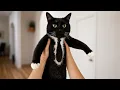 cats are malfunctioning
