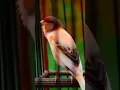 Download Lagu Kenari Spanish Timbrado milik om Training Bird Tv #spanishtimbrado #kenarigacor