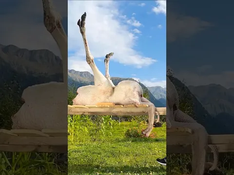 Roasting a Whole Giant Ostrich Under a Barrel! 🦤🔥