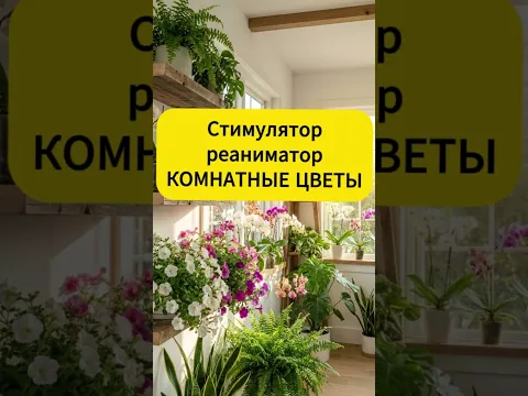 Комнатные растения ожили на глазах!  #огороднаподоконнике #комнатныерастения #комнатные_цветы