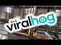 Rambunctious Boxer Pup Spills Water in Kennel ViralHog