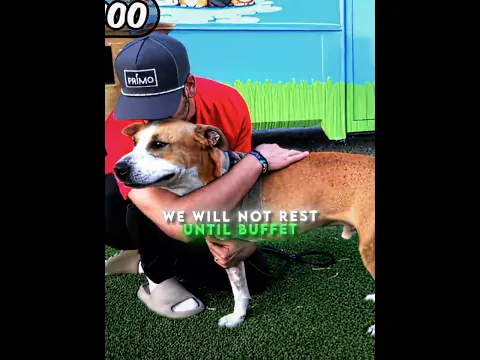 MrBeast Helped This Dog Get A Home !🥺❤️🩹 #mrbeast #edit