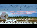 Download Lagu WOW! Spot Istimewa Belibis Merah Jiwa HUNTING Pasti Gregetan