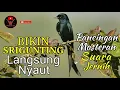 Download Lagu Masteran Srigunting Hitam | Pancingan Srigunting Biar Bunyi | Black Drongo (Dicrurus Macrocercus)