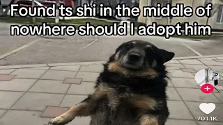 Dog Memes