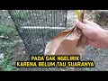 Lagu DIPASAR ADA TAPI GAK ADA YANG MELIRIK BURUNG INI❗ MUNGKIN BELUM TAU SUARANYA