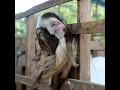 Download Lagu Kambing aja banyak akal. masa kamu enggak? Ketika gatal dan ga punya tangan. garuknya pake apa coba?
