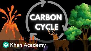 the carbon cycle middle school earth and space science khan academy
