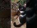 Download Lagu Reaksi Kucing Mendengar Suara Anjing #kucing #funnycat