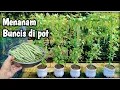 Download Lagu Menanam buncis di pot _ berbuah lebat