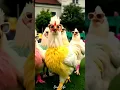 Download Lagu Billi aur murgi dance video #funny #billi #murgi #video #catvideos #dogvideo