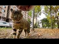 Download Lagu Cat with GoPro fights and asserts dominance | Compilation Douyin