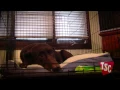 How to Select a Dog Crate Tractor Supply Co
