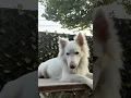 Russian Pink-Nose Dog 4 Years