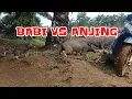 Download Lagu BABI VS ANJING#Trikshorts