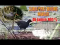 Download Lagu Suara pikat burung mandar/pelan,cocok untuk hunting dan ngejaring