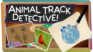 Animal Track Detective Science for Kids