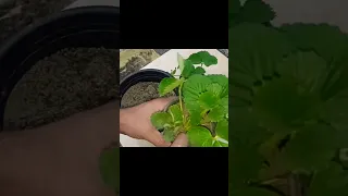 تعلم طريقة زراعة شتلات الفراولة 