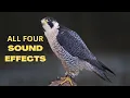Download Lagu Peregrine Falcon All Sounds - The Fastest Animal on Earth