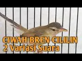 Download Lagu CIWAH BREN FULL ISIAN CILILIN - Ciblek Sawah Gacor nembak rapat 2 Variasi