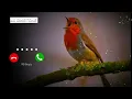 Download Lagu Sweet birds voice ringtone 💝💝🌟🌝😌 #birds #ringtone #viralphoto #trendingnow #ringtone 