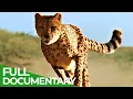 Download Lagu The Fastest | Wild Ones | Episode 2 | Free Documentary Nature