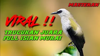 masteran trucukan yang lagi hits 