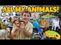 ALL of My EXOTIC ANIMALS in ONE