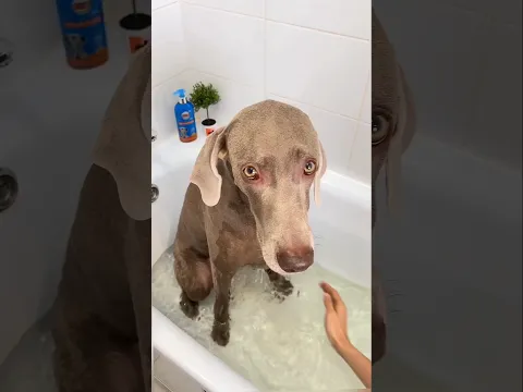Owner gives Sonu a warm bath#youtubeshorts #viralshorts