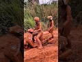 Download Lagu Cewe ini salah jalan pas mau datang kermah temannya, badannya sampe ketutupan tanah merah! 😅