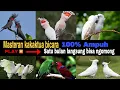Download Lagu Masteran kakaktua bicara