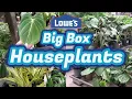 Houseplants at Lowes Big Box Plant Shopping Houseplant Shopping with Me