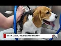 Pamper Your Pup Scenthound Brings Routine Wellness and Grooming Care to Northeast Ohio Dogs