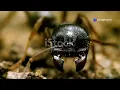 Download Lagu The Ant Kingdom: Epic Ant Battle - Lathy Sniffer vs  All! 2024 12 18