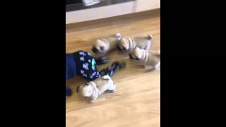 Pug Chase 