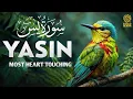 Download Lagu Relaxing Surah Yasin for Sleep, Depression, \u0026 Anxiety ✦ Yaseen سورة يس ✦ Majestic Quran ✦ Hijazi